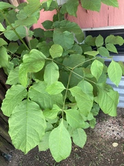 Fraxinus americana