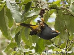 Fiery-Browed Starling photo 3