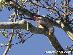 Scissirostrum dubium