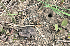 Nomada fucata
