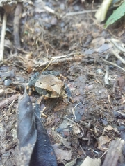 Incilius spiculatus