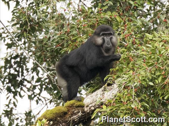 Tonkean Macaque
