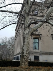 Platanus occidentalis