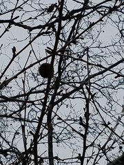 Platanus occidentalis
