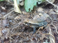 Incilius spiculatus