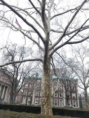 Platanus occidentalis