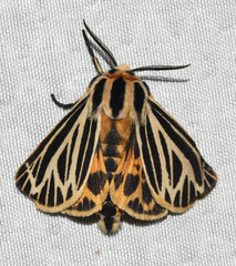 Apantesis virguncula