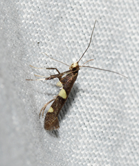 Caloptilia cornusella