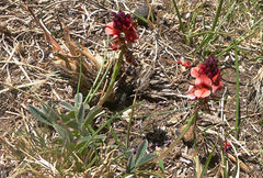 Indigofera dimidiata