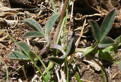 Indigofera dimidiata