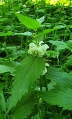 Lamium album