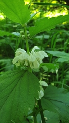 Lamium album