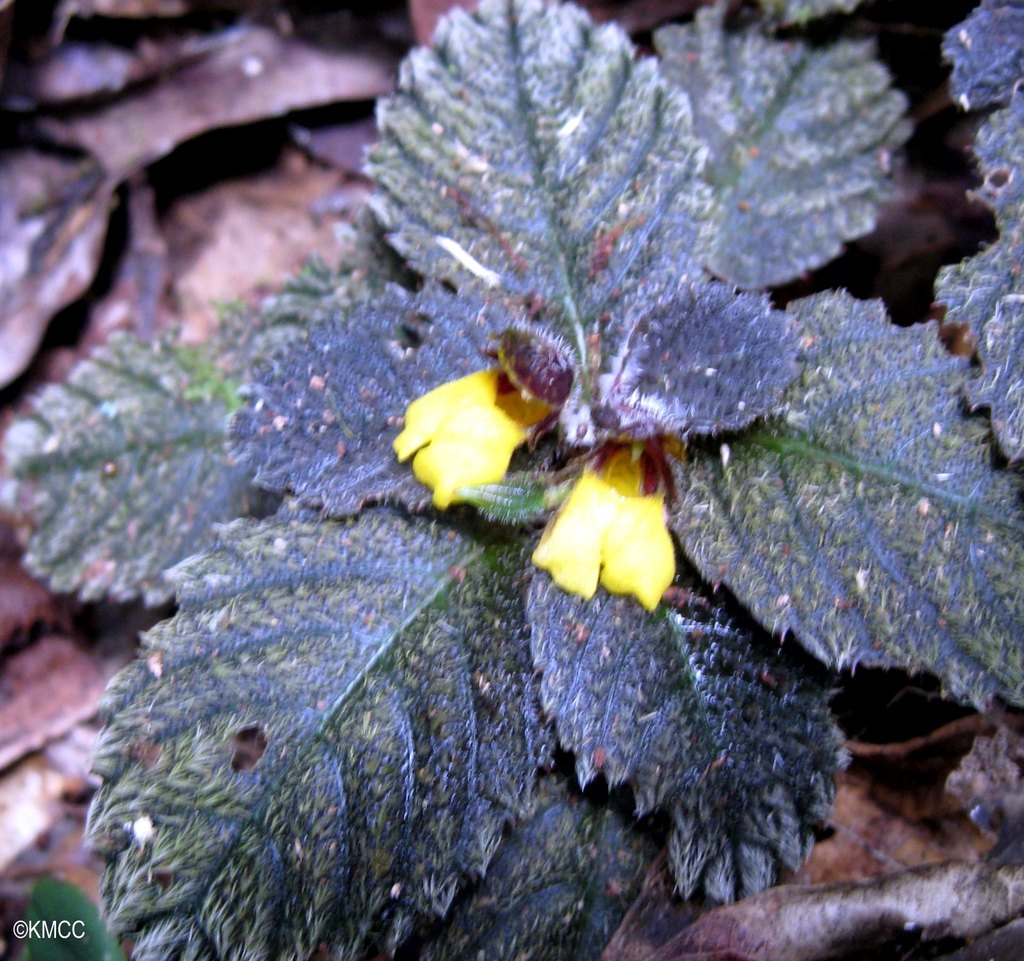 Impatiens scripta