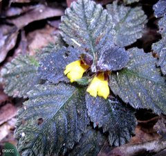 Impatiens scripta