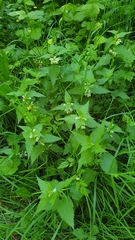 Lamium album