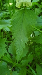 Lamium album
