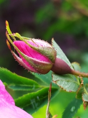 Rosa pendulina
