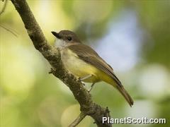 Pachycephala sulfuriventer