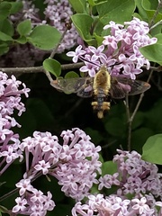 Hemaris diffinis