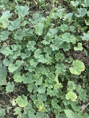 Malva pusilla