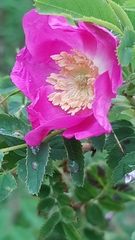 Rosa pendulina