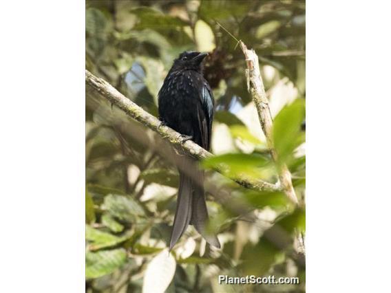 Sulawesi Drongo photo