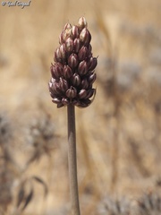 Allium curtum