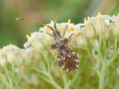 Centrocoris spiniger