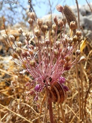 Allium daninianum