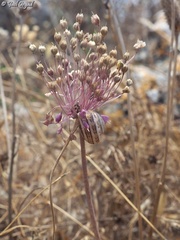 Allium daninianum