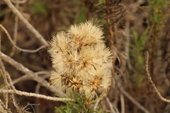 Spinoliva ilicifolia