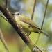 Streak-headed White-Eye - Photo (c) Scott Bowers, some rights reserved (CC BY-NC), uploaded by Scott Bowers