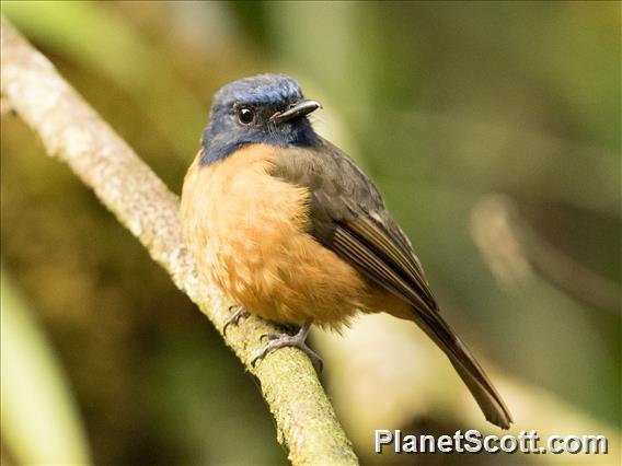 Blue-fronted Flycatcher photo
