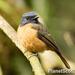 Blue-fronted Flycatcher - Photo (c) Scott Bowers, some rights reserved (CC BY-NC), uploaded by Scott Bowers