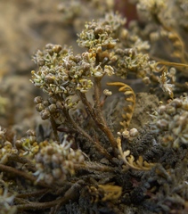 Lepidium solandri