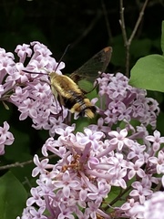 Hemaris diffinis