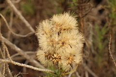 Spinoliva ilicifolia