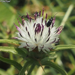 Centaurea iberica