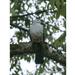 Grey-headed Imperial Pigeon - Photo (c) Scott Bowers, some rights reserved (CC BY-NC), uploaded by Scott Bowers