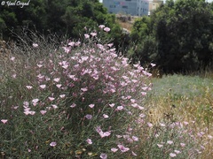 Convolvulus dorycnium