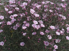 Convolvulus dorycnium