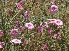 Convolvulus dorycnium