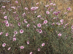 Convolvulus dorycnium