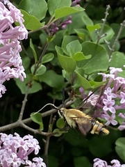 Hemaris diffinis