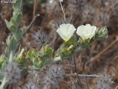 Convolvulus secundus