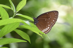 Euploea klugii