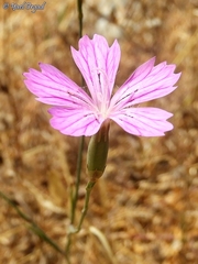 Dianthus strictus