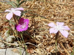 Dianthus strictus