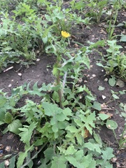 Sonchus oleraceus