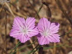 Dianthus strictus